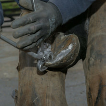 Load image into Gallery viewer, Farriers Equipment Tools | 12" 14" 15" HOOF CUTTERS | FULL DIE CHROME VANADIUM - Farriers Equipment